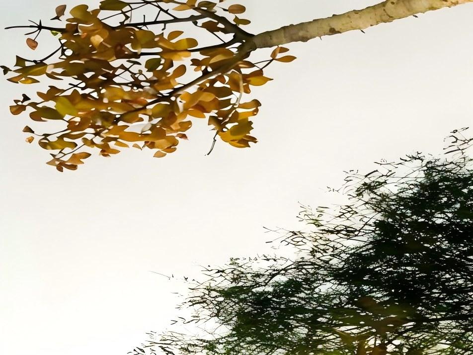 镜面平板